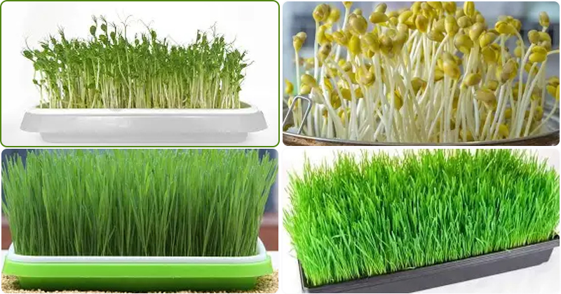 Commercial Automatic Tray-Grown Sprout Root Cutter Machine