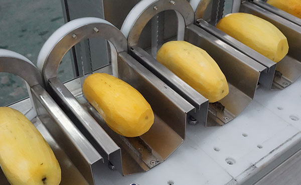 Multi Heads Mango Corer Machine Mango Pit Removing Machine