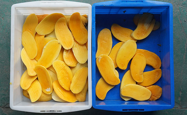 Multi Heads Mango Corer Machine Mango Pit Removing Machine
