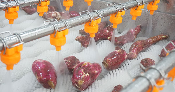 1-3 TPH Sweet Potato Cleaning Production Line