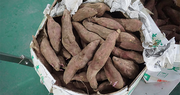 1-3 TPH Sweet Potato Cleaning Production Line