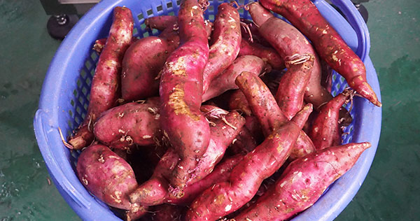 1-3 TPH Sweet Potato Cleaning Production Line