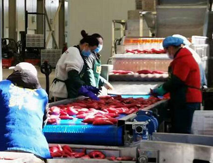 1-5 TPH Industrial Sweet Potato Cleaning