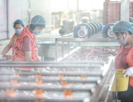 1-5 TPH Industrial Sweet Potato Cleaning