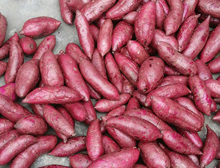 1-5 TPH Industrial Sweet Potato Cleaning