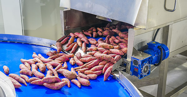 1-5 TPH Industrial Sweet Potato Cleaning