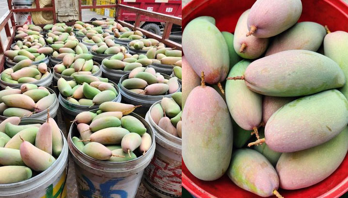 How to Build Your Mango Slicing Line: 8 Equipment Options for Flexible Customization