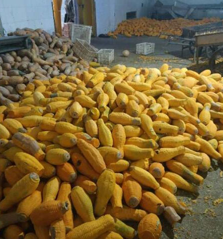 Global Pumpkin Processing Industry: Market Trends