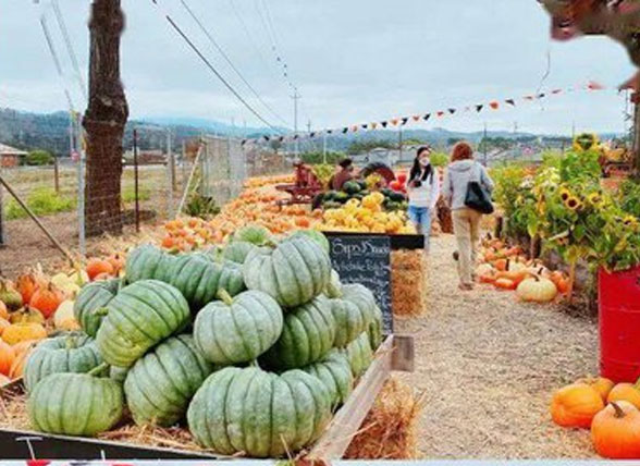 Pumpkin Processing Equipment: Complete Line for Peeling, Washing and Dicing