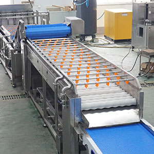 Pumpkin Processing Equipment: Complete Line for Peeling, Washing and Cutting