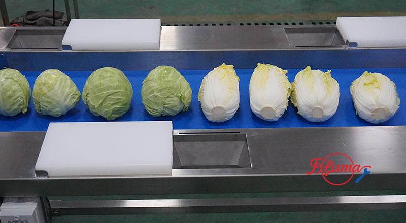 Semi-Automatic Cabbage Shredding Line 500kg/h with Coring Machine