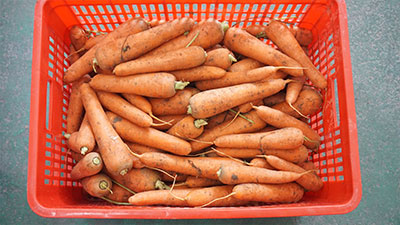 Carrot Processing Line - Washing, Cutting and Peeling Machine