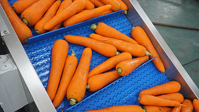 Carrot Processing Line - Washing, Cutting and Peeling Machine