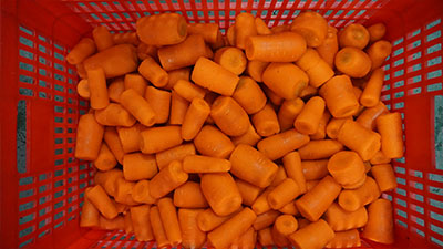 Carrot Processing Line - Washing, Cutting and Peeling Machine
