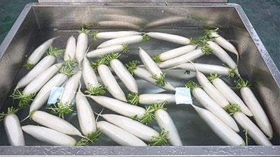 Carrot Turnip White Raddish Brush Washer Machine with Elevator and Soaking Tank