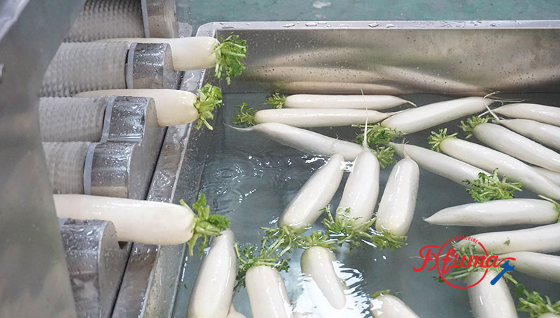 Carrot Turnip White Raddish Brush Washer Machine with Elevator and Soaking Tank