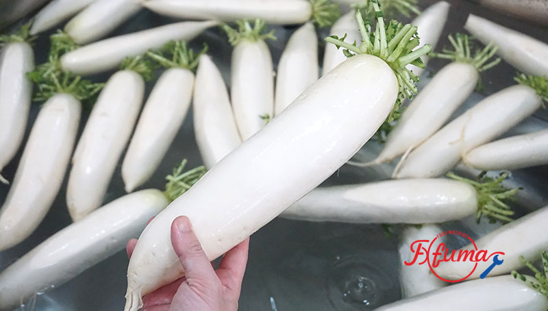 Carrot Turnip White Raddish Brush Washer Machine with Elevator and Soaking Tank