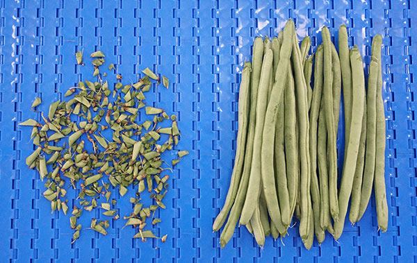 Pre-Cut Green Beans Processing Line