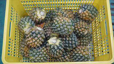 Pineapple Processing Lines in Action: 5 Factory Cases — Mini Pineapple, Fan Slices, Rings