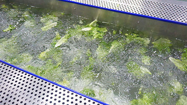 Spring Mix Washing